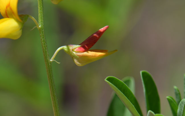 Low Rattlebox is a small, erect forb/herb or subshrub; plants may be covered with small soft erect hairs or without any surface ornamentation (glabrous). Crotalaria pumila, Southwest Desert Flora